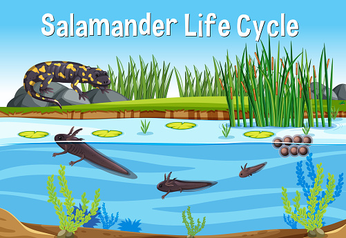 Scene with Salamander Life Cycle