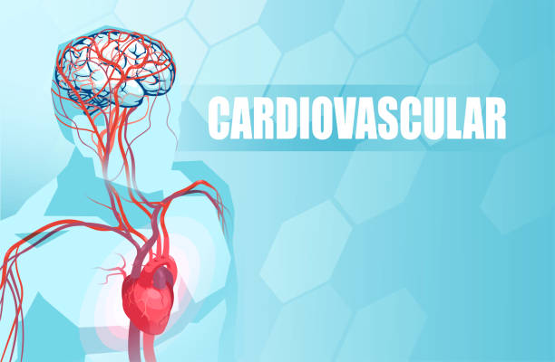 схематическая иллюстрация кровеносной сосудистой системы человека, анатомии сердца и кровоснабжения мозга - laporta stock illustrations
