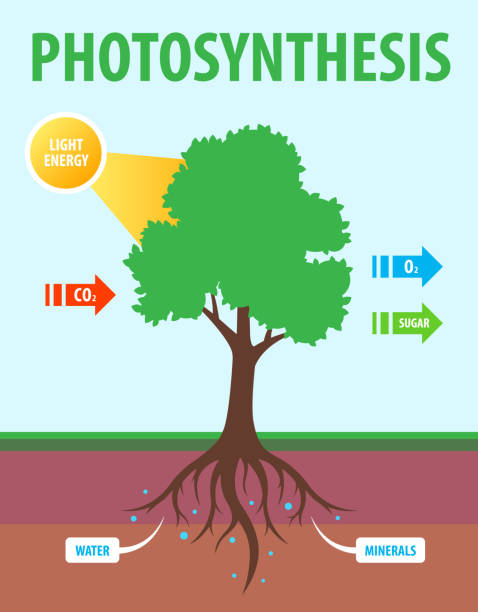 scheme of photosynthesis of a tree scheme of photosynthesis of a tree. conversion of carbon dioxide to oxygen. Flat vector teaching illustration. photosynthesis diagram stock illustrations
