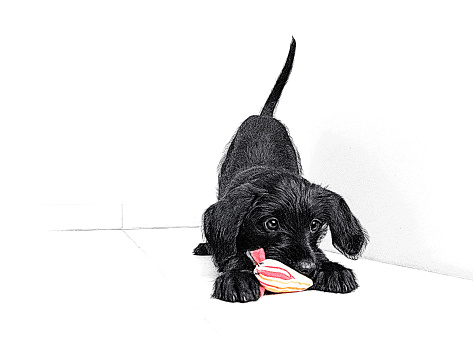 Schnauzer Puppy playing with dog toy