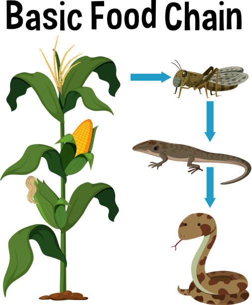 Science Basic Food Chain vector art illustration