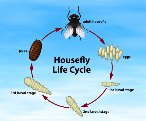 stockillustraties, clipart, cartoons en iconen met wetenschap huisvlieg levenscyclus - huisvlieg