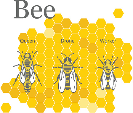 Scientific image of bees on the background of honeycombs