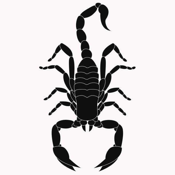 skorpion vektorsymbol. symbol des novembers - skorpion stock-grafiken, -clipart, -cartoons und -symbole
