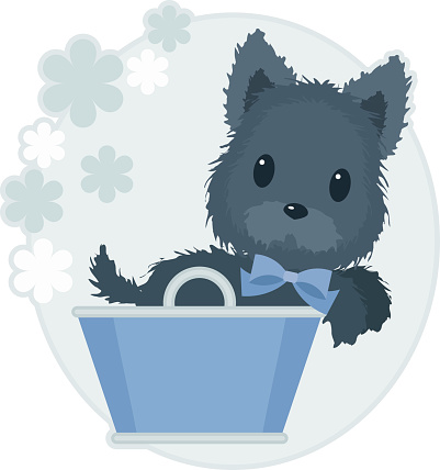Scotch terrier in a basket
