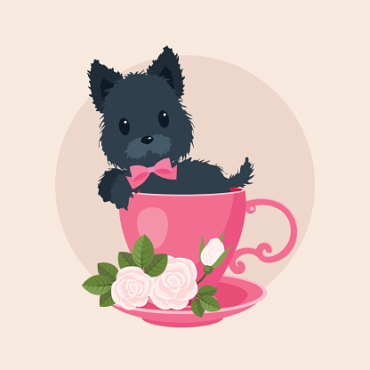 Scotchterrier in a tea/coffee cup