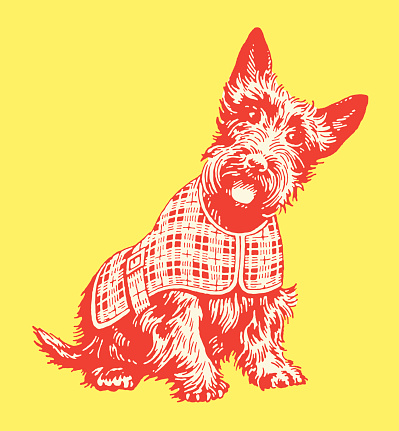 Scottish Terrier in Plaid Coat