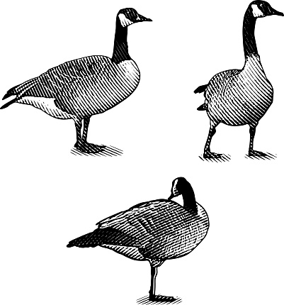 Scratchboard style Illustrations of Canada Geese
