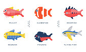 Sea and Ocean Fishes Collection, Mullet, Clownfish, Rockfish, Seabass, Piranha, Flying Fish Vector Illustration on White Background.