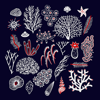 Sea and ocean set with seashells, corals, alga and starfishes. Marine collection background.