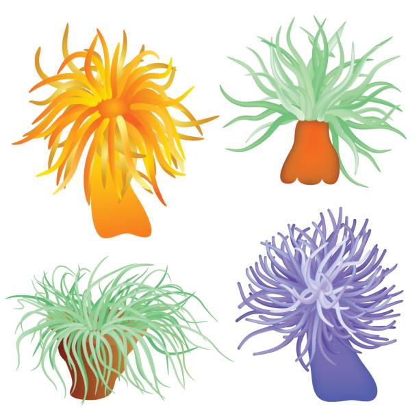 Sea anemones vector art illustration