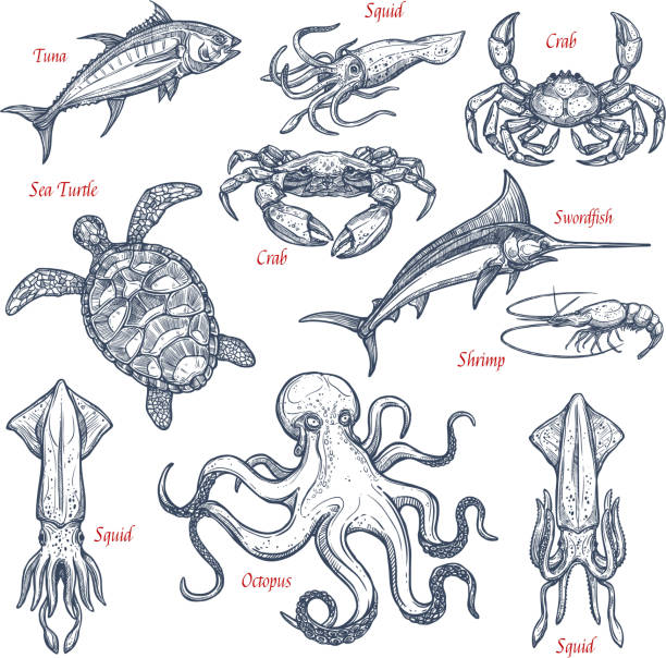Sea animal isolated sketch set of seafood and fish Sea animal sketch set with seafood and fish. Tuna, crab, octopus, shrimp, swordfish, squid and sea turtle isolated symbol for underwater wildlife, sea fishing, seafood and fish market design marine life stock illustrations