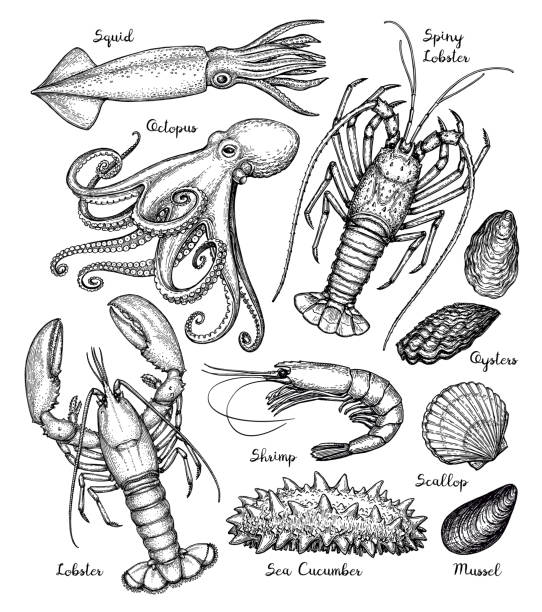 Sea animals big set. Seafood ink sketch. Isolated on white background. Hand drawn vector illustration. Retro style. marine life stock illustrations