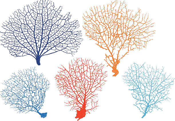 sea fan corals, vector detailed black sea fan corals, vector set coral colored stock illustrations