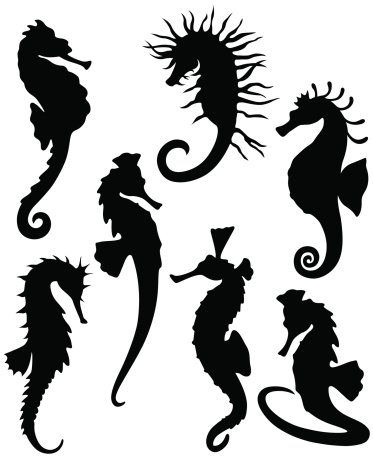 Sea horse silhouettes