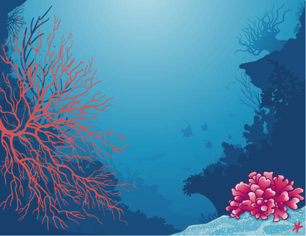 Sea life scenery/life under the sea Beautiful corals of bright colors in a sea life scenery. Pretty corals with bright colors in a deep sea setting. aquatic organism stock illustrations