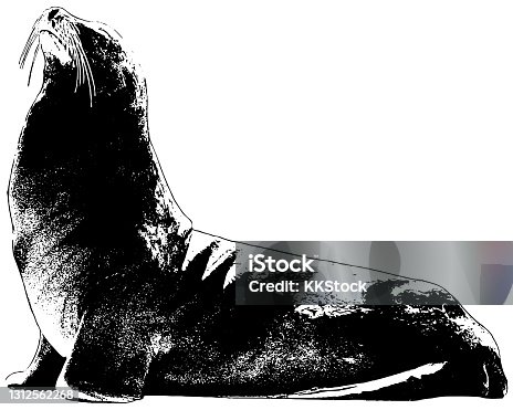 istock Sea Lion Vector Illustration 1312562268