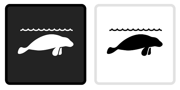 Sea Lions Icon on  Black Button with White Rollover. This vector icon has two  variations. The first one on the left is dark gray with a black border and the second button on the right is white with a light gray border. The buttons are identical in size and will work perfectly as a roll-over combination.
