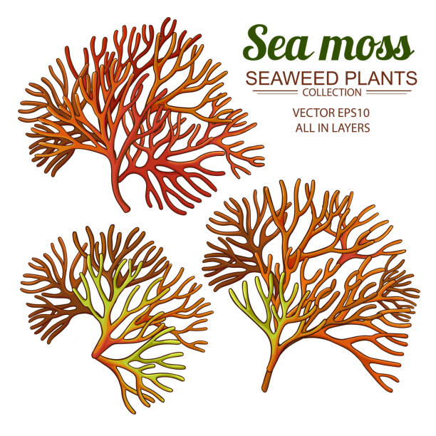 sea moss set sea moss set on white background moss stock illustrations