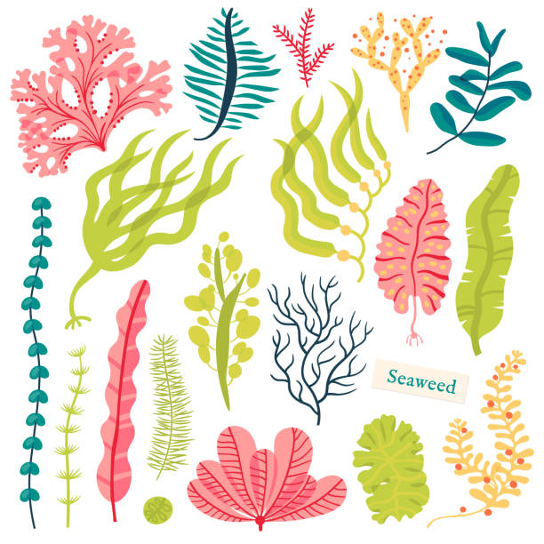 Sea plants and aquatic marine algae. Seaweed set vector illustration isolated on white Sea plants and aquatic marine algae. Seaweed set vector illustration isolated on white coral colored stock illustrations