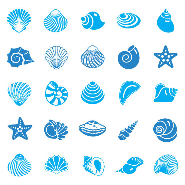 illustrations, cliparts, dessins animés et icônes de sea shell icônes ensemble bleu sur fond blanc pour la conception graphique et web. signe de vecteur simple. symbole de concept internet pour le bouton de site web ou l’application mobile. - coquille st jacques