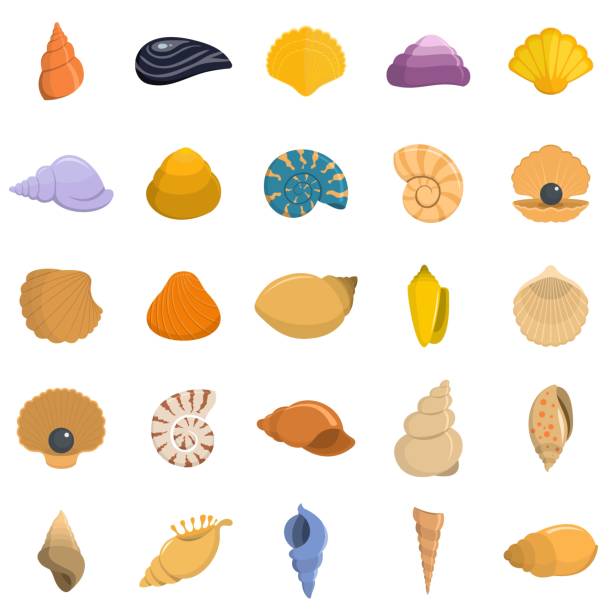 Sea shell icons set vector isolated Sea shell icons set. Flat illustration of 25 Sea shell vector icons isolated on white animal shell stock illustrations