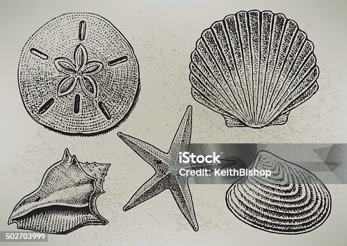 istock Sea Shells 502703999
