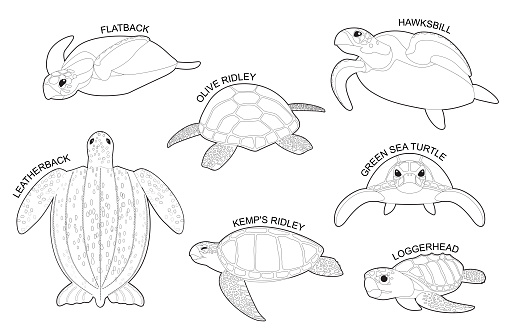 Sea Turtle Set Various Kind Identify Cartoon Vector Black and White