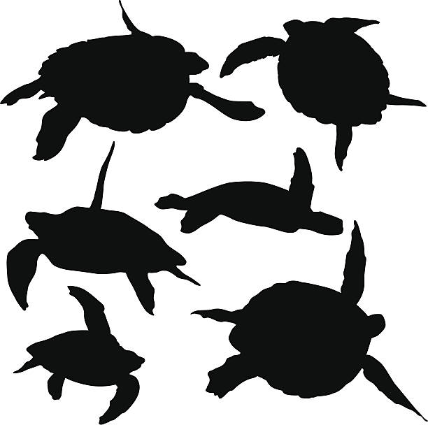 Sea Turtle vector art illustration