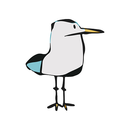 Seagull cartoon drawing