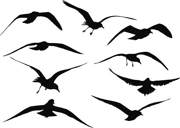 Seagull Silhouettes Silhouettes of flying seagulls. seagull stock illustrations