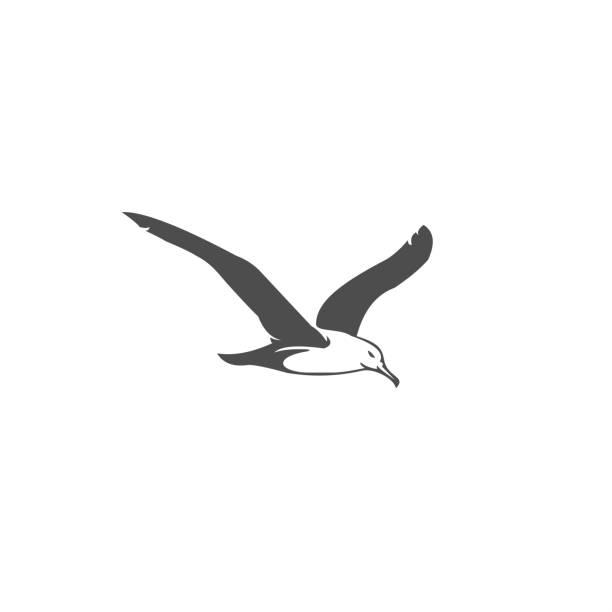 seagull vector illustration seagull vector illustration for your company or brand seagull stock illustrations