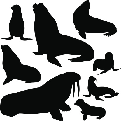 Seals, Sea Lions and Walrus Silhouettes