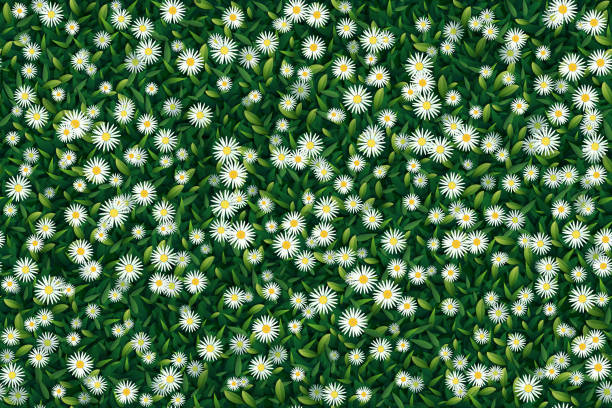Seamless background of chamomiles and green leaves Meadow with green leaves and white daisy flowers viewed from above. The eps file is organised into six layers for the background, the back and front leaves, the back and front flowers and some shadows. You can mass edit the eps file elements because they come from eight editable symbols. This illustration is designed to make a smooth seamless pattern if you duplicate it vertically and horizontally to cover more space. gardening patterns stock illustrations