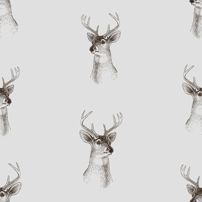 Seamless background of sketches head young wild deer