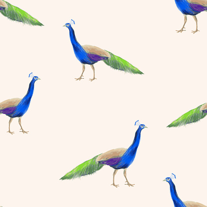 Seamless background of watercolor drawings tropical colorful male peacocks