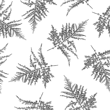Seamless Black And White Asparagus Fern Pattern Foliage Vector Illustration Background Stock Illustration Download Image Now Istock,Hedgehog Pet Care