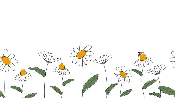 Seamless border of daisies Seamless border of daisies hand drawn in simplified children cartoon naive style on white background.Cute bee sitting on flower.For design of website or shop for spring or summer.Vector illustration bee borders stock illustrations