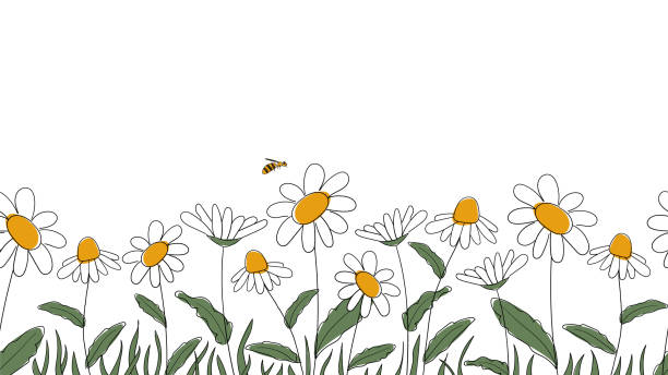 Seamless border of daisies Seamless border of daisies hand drawn in simplified children cartoon naive style on white background.Cute bee sitting on flower.For design of website or shop for spring or summer.Vector illustration bee borders stock illustrations