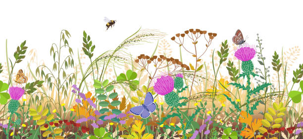 Seamless Border with Autumn Meadow Plants and Insects Seamless horizontal border with autumn meadow plants and insects. Floral pattern with fading grass, colorful wild flowers in row, bumblebee and butterflies on white background. bee borders stock illustrations