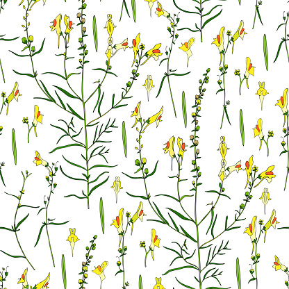 Seamless floral pattern Linaria vulgaris, common toadflax, yellow toadflax or butter-and-eggs is a species of toadflax, snapdragon, Plantaginaceae family hand drawn vector colorful illustration