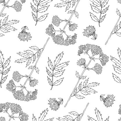 Seamless floral pattern, Valeriana officinalis hand drawn vector illustration isolated on white background, line art for design package cosmetic, organic medicine, greeting card, herbal green tea