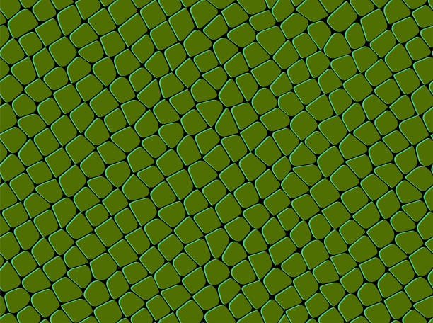 seamless  green   squama   pattern seamless  green   squama   pattern animal scale stock illustrations