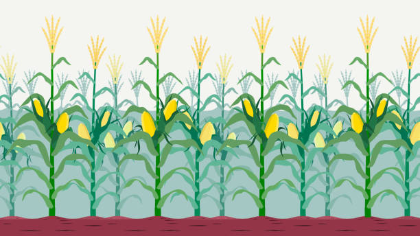 ilustraciones, imágenes clip art, dibujos animados e iconos de stock de campo de maíz aislado - corn field