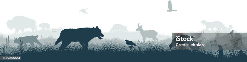 istock Seamless panorama of the prarie with grey wolf, pronghorn, kite, bobcat, fox,  western meadowlark , heron, scissor-tailed Flycatcher, Prairie dog and brown zubr buffalo bison 1349855551