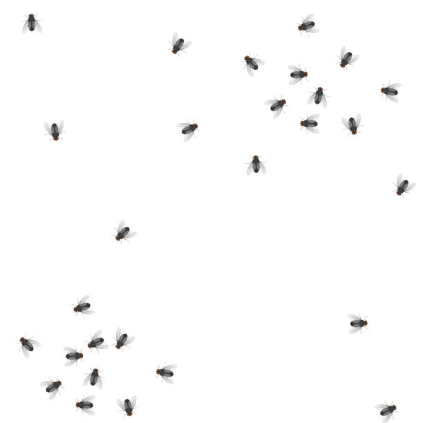 stockillustraties, clipart, cartoons en iconen met naadloze patroon van koppel van vliegen op een witte achtergrond - huisvlieg