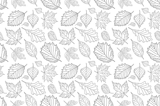 seamless pattern of black outline of autumn leaves on a white background.