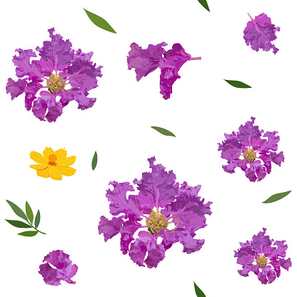 Seamless pattern of crape myrtle and cosmos flower colorful realistic flower isolated on white background.