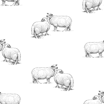 Seamless pattern of sketches white domestic sheeps
