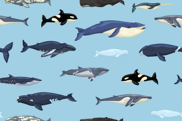 bildbanksillustrationer, clip art samt tecknat material och ikoner med seamless pattern whales on blue background. print of cartoon characters of ocean in scandinavian style for children. repeated texture with marine mammals. - blue whale